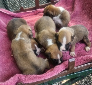 Litter Females 1