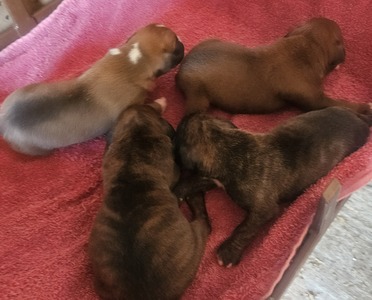 Litter  Males 2