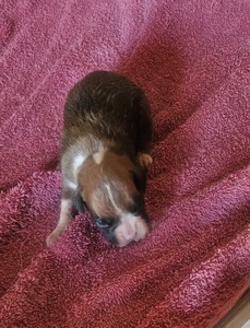 Litter Female 2