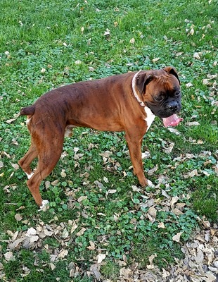 TJARKS' BRODY (Brody)