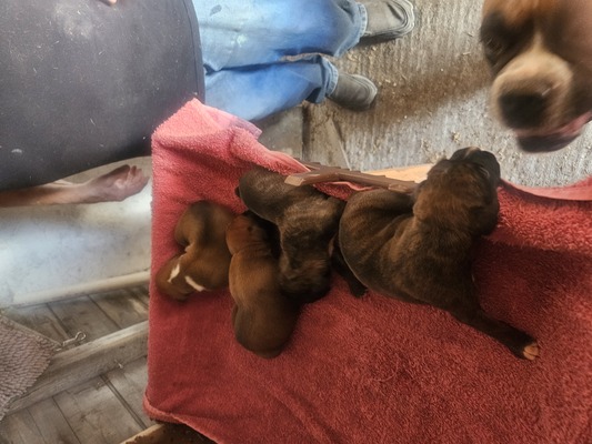 Litter  Males 2