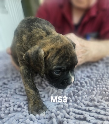 MS3