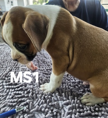  MS 1