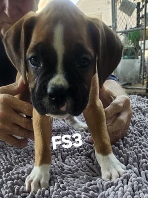 FS 3