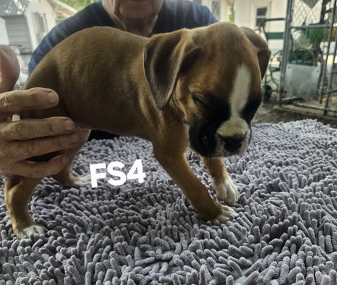 FS 4