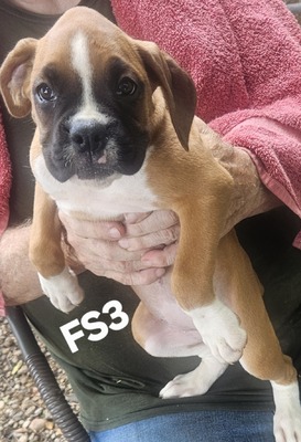 FS 3