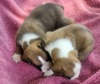 Litter Males 1