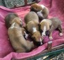Litter Females 1