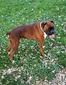 TJARKS' BRODY (Brody)