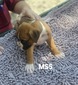 MS5